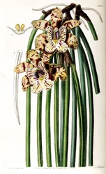 Scuticaria steelei (comme syn. Maxillaria steelii)